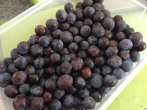 sloes